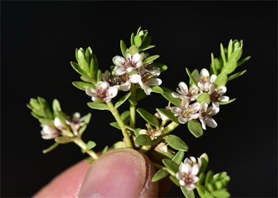 1761880985677089.jpg _DSC5070.JPG